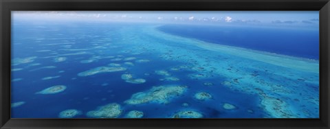 Framed Coral reef in the sea, Belize Barrier Reef, Ambergris Caye, Caribbean Sea, Belize Print