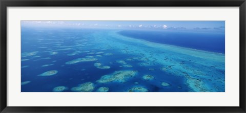 Framed Coral reef in the sea, Belize Barrier Reef, Ambergris Caye, Caribbean Sea, Belize Print