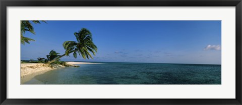 Framed Palm tree overhanging on the beach, Laughing Bird Caye, Victoria Channel, Belize Print