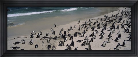 Framed Colony of Jackass penguins (Spheniscus demersus) on the beach, Boulder Beach, Simon&#39;s Town, Western Cape Province, South Africa Print