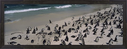 Framed Colony of Jackass penguins (Spheniscus demersus) on the beach, Boulder Beach, Simon&#39;s Town, Western Cape Province, South Africa Print