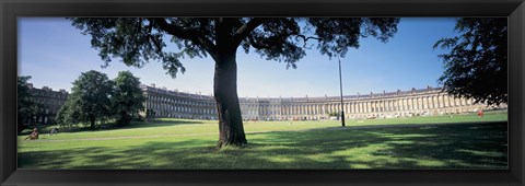 Framed Tree in front of a building, Royal Crescent, Bath, England Print