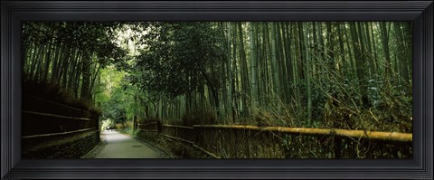 Framed Road passing through a bamboo forest, Arashiyama, Kyoto Prefecture, Kinki Region, Honshu, Japan Print