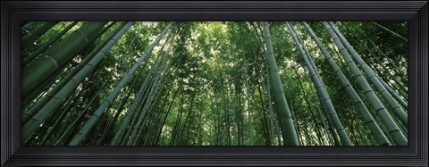 Framed Low angle view of bamboo trees, Arashiyama, Kyoto Prefecture, Kinki Region, Honshu, Japan Print