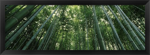 Framed Low angle view of bamboo trees, Arashiyama, Kyoto Prefecture, Kinki Region, Honshu, Japan Print