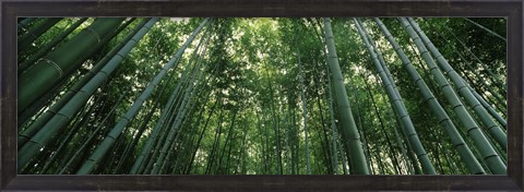 Framed Low angle view of bamboo trees, Arashiyama, Kyoto Prefecture, Kinki Region, Honshu, Japan Print