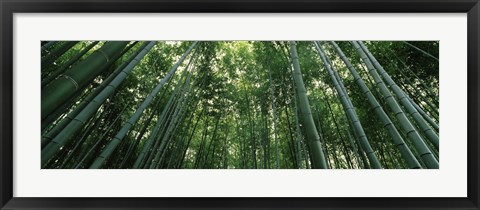 Framed Low angle view of bamboo trees, Arashiyama, Kyoto Prefecture, Kinki Region, Honshu, Japan Print