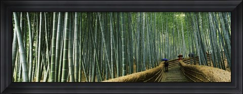 Framed Stepped walkway passing through a bamboo forest, Arashiyama, Kyoto Prefecture, Kinki Region, Honshu, Japan Print