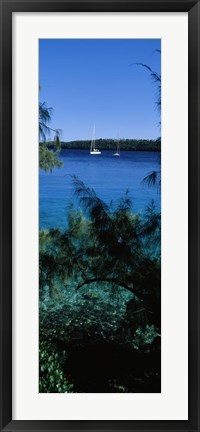 Framed Sailboats in the ocean, Kingdom of Tonga, Vava&#39;u Group of Islands, South Pacific Print