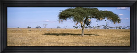 Framed Acacia trees with weaver bird nests, Antelope and Zebras, Serengeti National Park, Tanzania Print