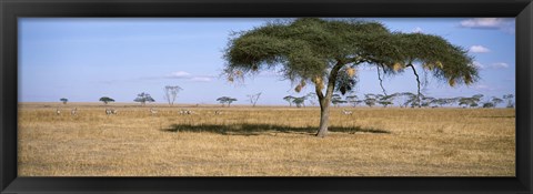 Framed Acacia trees with weaver bird nests, Antelope and Zebras, Serengeti National Park, Tanzania Print
