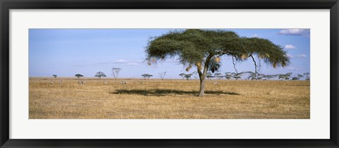 Framed Acacia trees with weaver bird nests, Antelope and Zebras, Serengeti National Park, Tanzania Print