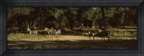 Framed Herd of zebras in a forest, Hwange National Park, Matabeleland North, Zimbabwe Print