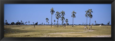 Framed Giraffes (Giraffa camelopardalis) in a national park, Hwange National Park, Matabeleland North, Zimbabwe Print