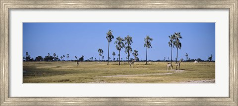 Framed Giraffes (Giraffa camelopardalis) in a national park, Hwange National Park, Matabeleland North, Zimbabwe Print