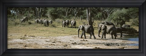 Framed African elephants (Loxodonta africana) in a forest, Hwange National Park, Matabeleland North, Zimbabwe Print