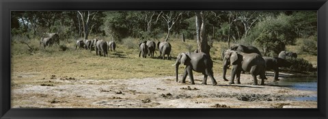 Framed African elephants (Loxodonta africana) in a forest, Hwange National Park, Matabeleland North, Zimbabwe Print