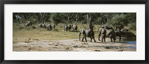 Framed African elephants (Loxodonta africana) in a forest, Hwange National Park, Matabeleland North, Zimbabwe Print