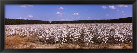 Framed Cotton crops in a field, Georgia, USA Print