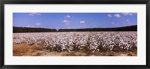 Framed Cotton crops in a field, Georgia, USA Print