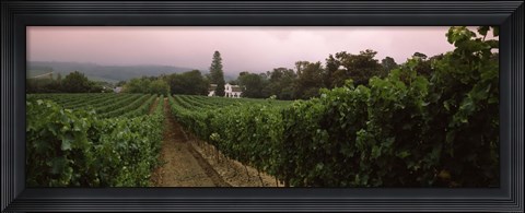 Framed Vineyard with a Cape Dutch style house, Vergelegen, Capetown near Somerset West, Western Cape Province, South Africa Print