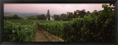 Framed Vineyard with a Cape Dutch style house, Vergelegen, Capetown near Somerset West, Western Cape Province, South Africa Print