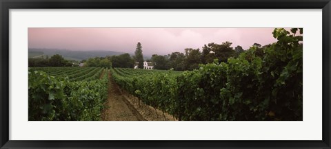 Framed Vineyard with a Cape Dutch style house, Vergelegen, Capetown near Somerset West, Western Cape Province, South Africa Print