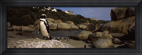 Framed Colony of Jackass penguins on the beach, Boulder Beach, Cape Town, Western Cape Province, Republic of South Africa Print