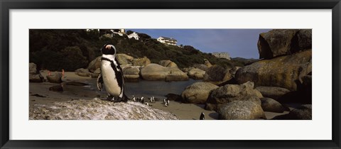 Framed Colony of Jackass penguins on the beach, Boulder Beach, Cape Town, Western Cape Province, Republic of South Africa Print