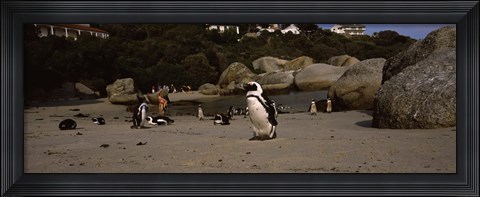 Framed Colony of Jackass penguins with tourists, Boulder Beach, False Bay, Cape Town, Western Cape Province, Republic of South Africa Print