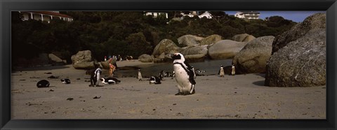 Framed Colony of Jackass penguins with tourists, Boulder Beach, False Bay, Cape Town, Western Cape Province, Republic of South Africa Print