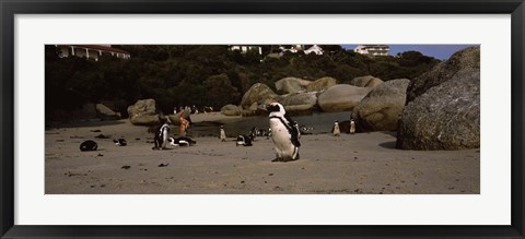 Framed Colony of Jackass penguins with tourists, Boulder Beach, False Bay, Cape Town, Western Cape Province, Republic of South Africa Print