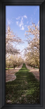 Framed Almond trees in an orchard, Central Valley, California, USA Print