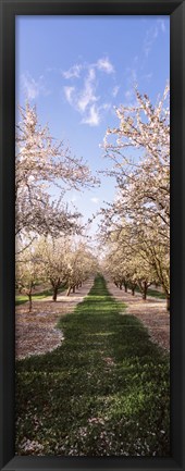 Framed Almond trees in an orchard, Central Valley, California, USA Print