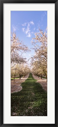 Framed Almond trees in an orchard, Central Valley, California, USA Print