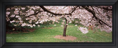 Framed Cherry Blossom tree in a park, Golden Gate Park, San Francisco, California, USA Print