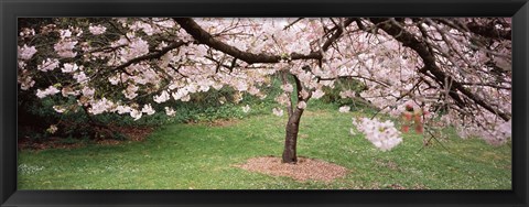 Framed Cherry Blossom tree in a park, Golden Gate Park, San Francisco, California, USA Print