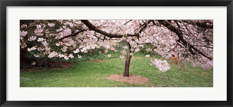 Framed Cherry Blossom tree in a park, Golden Gate Park, San Francisco, California, USA Print