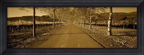 Framed Trees along a road, Beaulieu Vineyard, Rutherford, Napa Valley, Napa, Napa County, California, USA Print
