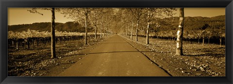 Framed Trees along a road, Beaulieu Vineyard, Rutherford, Napa Valley, Napa, Napa County, California, USA Print