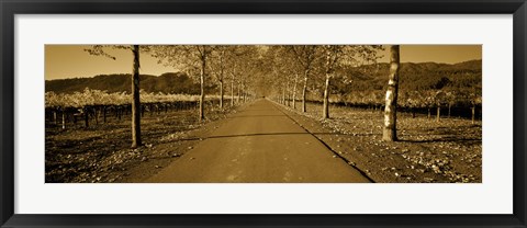 Framed Trees along a road, Beaulieu Vineyard, Rutherford, Napa Valley, Napa, Napa County, California, USA Print