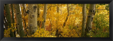 Framed Aspen trees in a forest, Californian Sierra Nevada, California, USA Print