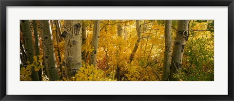 Framed Aspen trees in a forest, Californian Sierra Nevada, California, USA Print