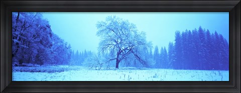 Framed Trees in a snow covered landscape, Yosemite Valley, Yosemite National Park, Mariposa County, California, USA Print