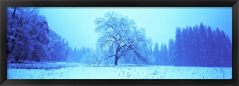 Framed Trees in a snow covered landscape, Yosemite Valley, Yosemite National Park, Mariposa County, California, USA Print