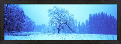 Framed Trees in a snow covered landscape, Yosemite Valley, Yosemite National Park, Mariposa County, California, USA Print