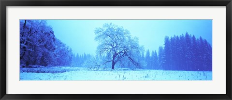 Framed Trees in a snow covered landscape, Yosemite Valley, Yosemite National Park, Mariposa County, California, USA Print