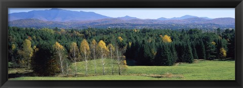 Framed Trees in a forest, Stowe, Lamoille County, Vermont, USA Print