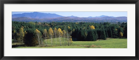 Framed Trees in a forest, Stowe, Lamoille County, Vermont, USA Print