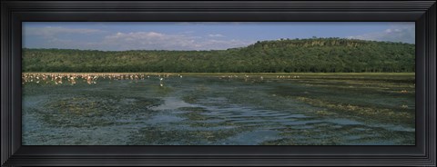 Framed Flock of flamingos in a lake, Lake Nakuru, Great Rift Valley, Lake Nakuru National Park, Kenya Print